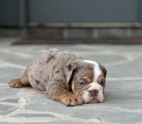 English Bulldog Puppies for sale in Cumming, GA, USA. price: NA