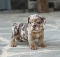 English Bulldog Puppies for sale in Cumming, GA, USA. price: $6,500