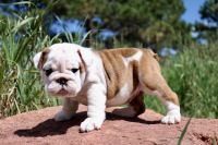 English Bulldog Puppies for sale in Denver, CO, USA. price: $4,500