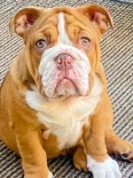 English Bulldog Puppies for sale in Sacramento, CA, USA. price: $3,500