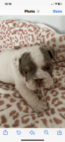English Bulldog Puppies for sale in Massena, NY 13662, USA. price: $3,500
