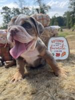 English Bulldog Puppies for sale in Rusk, TX 75785, USA. price: $5,000
