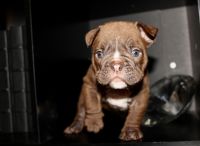 English Bulldog Puppies for sale in Dallas, TX 75231, USA. price: NA