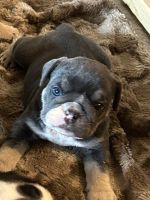 English Bulldog Puppies for sale in Paynesville, MN 56362, USA. price: $2,500
