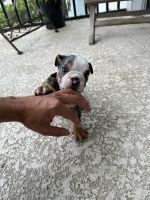 English Bulldog Puppies for sale in Miami, FL, USA. price: $1,999
