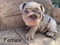 English Bulldog Puppies for sale in Riverside, CA 92509, USA. price: $2,000