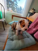 English Bulldog Puppies for sale in Los Angeles, CA, USA. price: $990