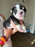 English Bulldog Puppies for sale in Wichita, KS, USA. price: $2,500