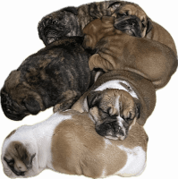 English Bulldog Puppies for sale in Homestead, FL, USA. price: $5,000