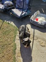 English Bulldog Puppies for sale in 6910 Tippecanoe Ave, San Bernardino, CA 92404, USA. price: $100