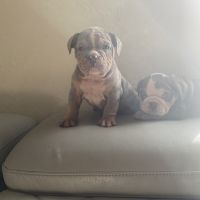 English Bulldog Puppies for sale in Cleveland, NC 27013, USA. price: $3,800