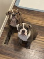 English Bulldog Puppies for sale in Twin Falls, ID, USA. price: $2,000