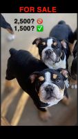 English Bulldog Puppies for sale in Cottonwood, CA 96022, USA. price: $1,500