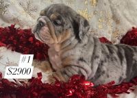 English Bulldog Puppies for sale in Skull Valley, UT 84029, USA. price: $290,000