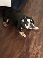 English Bulldog Puppies for sale in Tyrone, GA, USA. price: $1,500