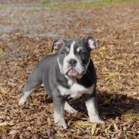 English Bulldog Puppies for sale in Fortuna, CA, USA. price: $4,000
