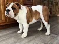 English Bulldog Puppies for sale in Denver, CO, USA. price: $3,900