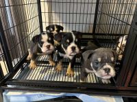 English Bulldog Puppies for sale in Indianapolis, IN 46260, USA. price: $2,000