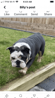 English Bulldog Puppies for sale in London, KY, USA. price: $600