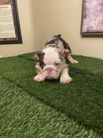 English Bulldog Puppies for sale in Adelanto, CA, USA. price: $3,000
