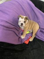 English Bulldog Puppies for sale in 10720 Northloch St, Waverly, NE 68462, USA. price: $1,500