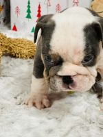 English Bulldog Puppies for sale in Bellevue, Washington. price: $4,500