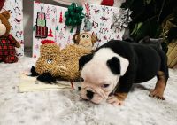 English Bulldog Puppies for sale in Bellevue, Washington. price: $400,000