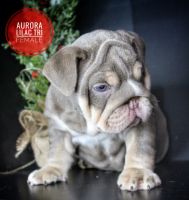 English Bulldog Puppies for sale in Amarillo, TX, USA. price: $7,500