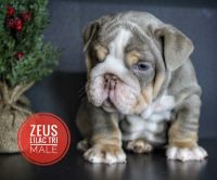 English Bulldog Puppies for sale in Amarillo, TX, USA. price: $6,500