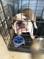 English Bulldog Puppies for sale in San Antonio, Texas. price: $1,500