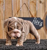 English Bulldog Puppies for sale in Amarillo, TX, USA. price: $5,000