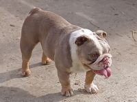 English Bulldog Puppies for sale in Merced, California. price: $2,000