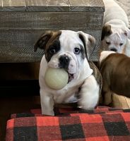 English Bulldog Puppies for sale in Joplin, Missouri. price: $4,000