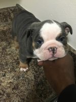 English Bulldog Puppies for sale in Milwaukee, Wisconsin. price: $4,500