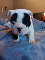 English Bulldog Puppies for sale in Aurora, Colorado. price: $2,800