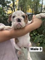 English Bulldog Puppies for sale in Quezon City, Metro Manila. price: 45,000 PHP