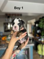 English Bulldog Puppies for sale in Fort Collins, Colorado. price: $3,400