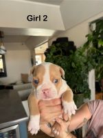 English Bulldog Puppies for sale in Fort Collins, Colorado. price: $3,000