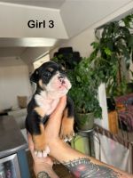 English Bulldog Puppies for sale in Fort Collins, Colorado. price: $3,500