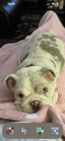 English Bulldog Puppies for sale in Bladenboro, North Carolina. price: $3,000
