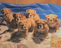English Bulldog Puppies for sale in Detroit, Michigan. price: $2,500