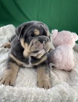 English Bulldog Puppies for sale in Pocatello, Idaho. price: $3,000
