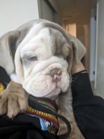 English Bulldog Puppies for sale in Auburn, Washington. price: $3,500