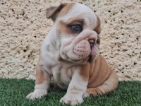 English Bulldog Puppies for sale in San Diego, California. price: $5,000