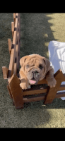 English Bulldog Puppies for sale in Granada Hills, California. price: $2,950