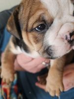 English Bulldog Puppies for sale in Shelby, NC, USA. price: $3,000