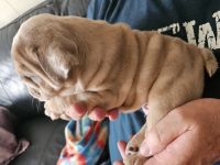 English Bulldog Puppies for sale in Shelby, NC, USA. price: $3,000