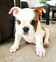 English Bulldog Puppies for sale in Hollywood, Florida. price: $1,500