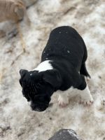 English Bulldog Puppies for sale in Priest River, ID 83856, USA. price: $2,900