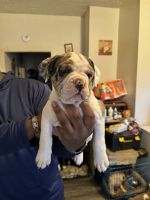 English Bulldog Puppies for sale in Collinsville, Illinois. price: $2,000